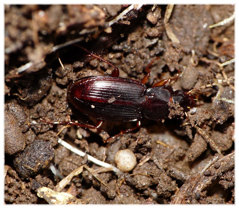 Platyderus dalmatinus, ora P. vignai